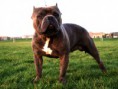 American Bully